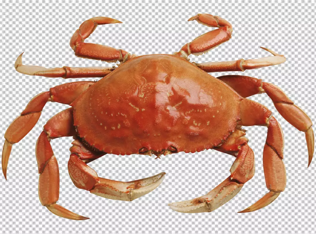 Free Premium PNG Crab on isolated transparent BG