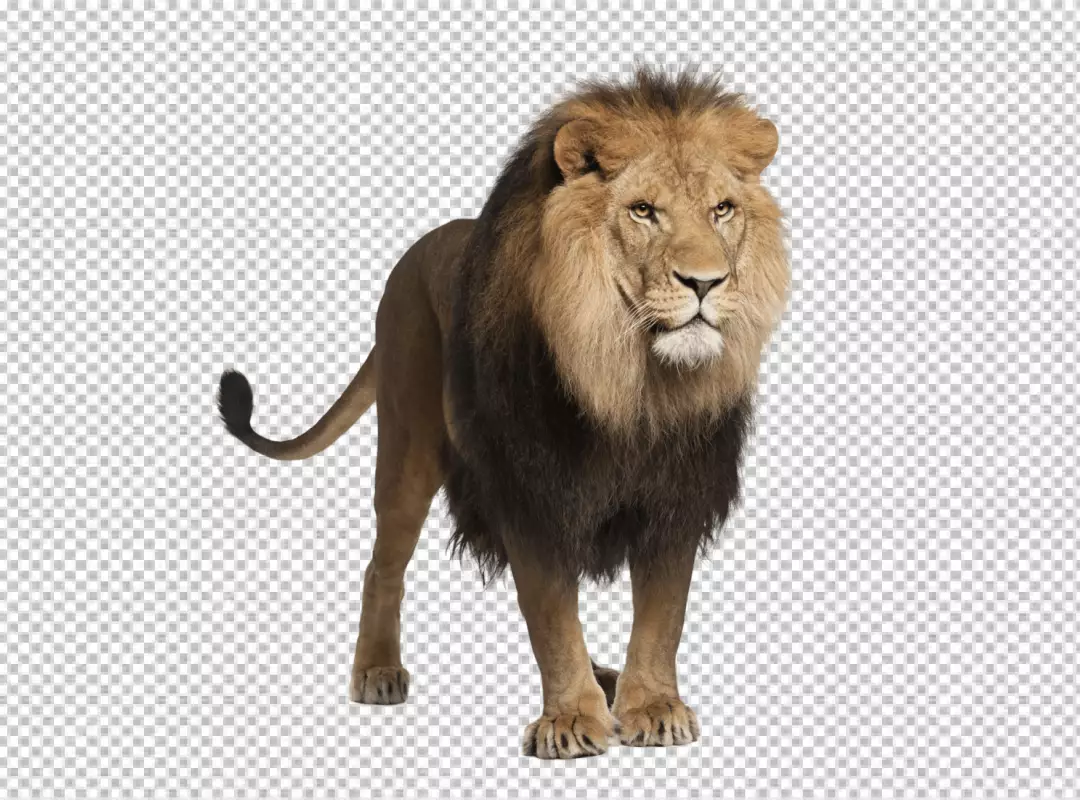 Free Premium PNG The King Lion walking alon