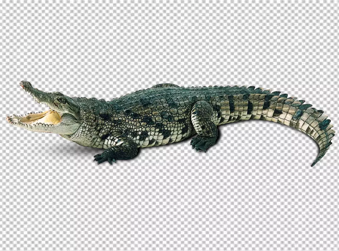 Free Premium PNG An Open Mouthed Crocodile Posed On A White Background