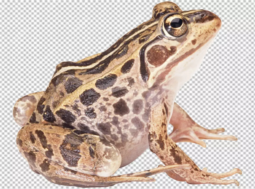 Free Premium PNG Frog is sitting on a transparent background is facing the left side