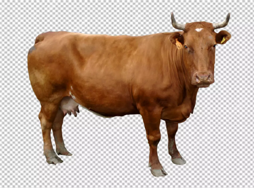 Free Premium PNG Photorealistic view of cow grazing PNG