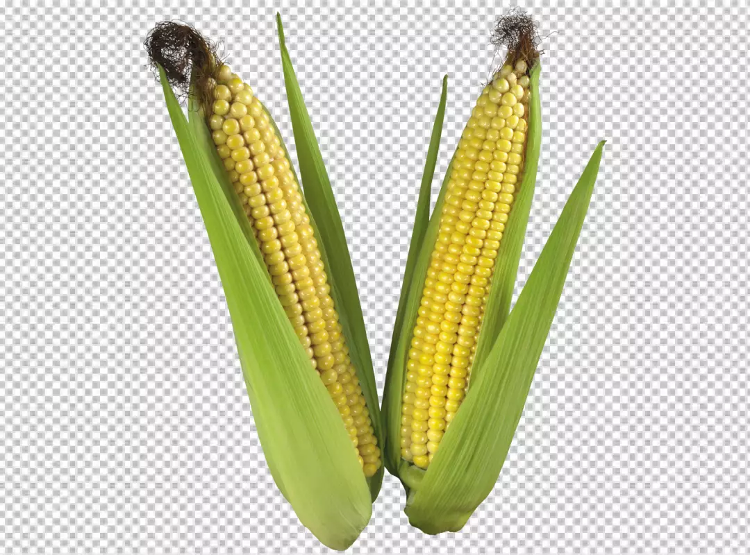 Free Premium PNG Close-up view  cooked and uncooked corns PNG