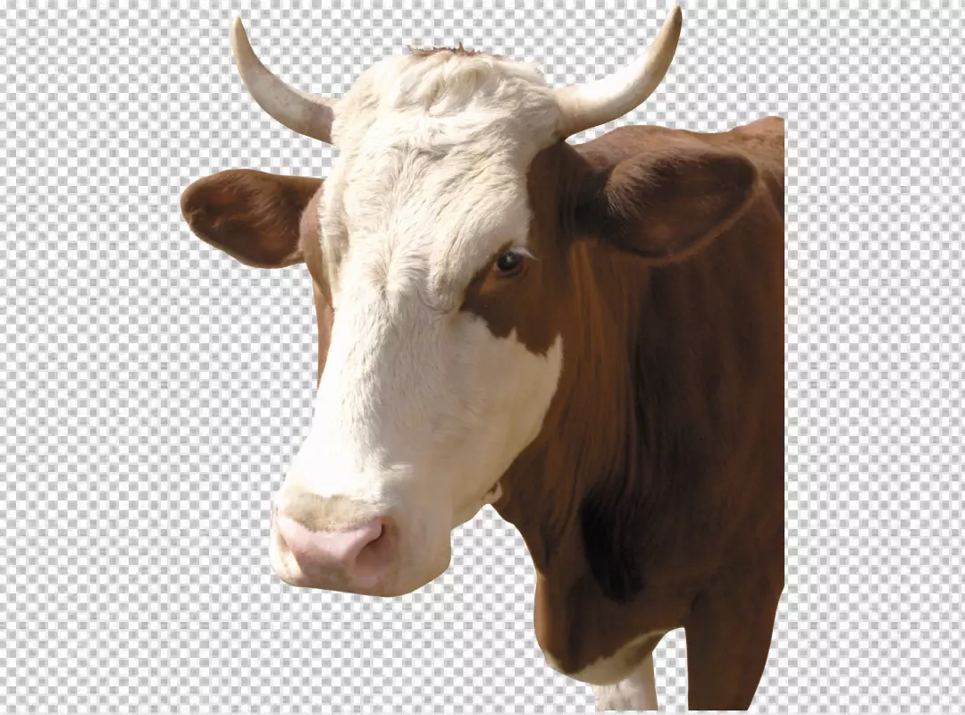 Free Premium PNG Cow grazing on a meadow PNG