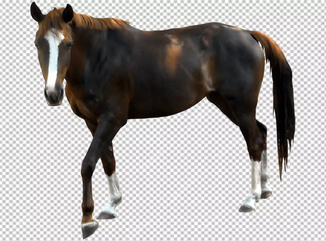 Free Premium PNG Black horse just standing and lookin on ground