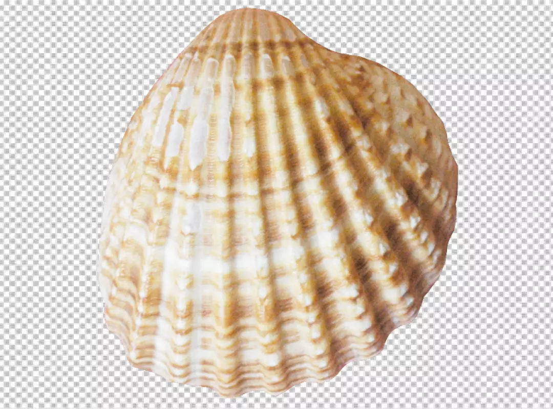 Free Premium PNG PNG Stunning conch shell
