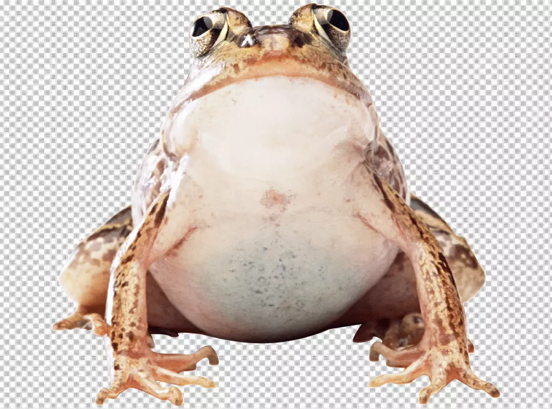 Free Premium PNG A frog is brown and has big eyes