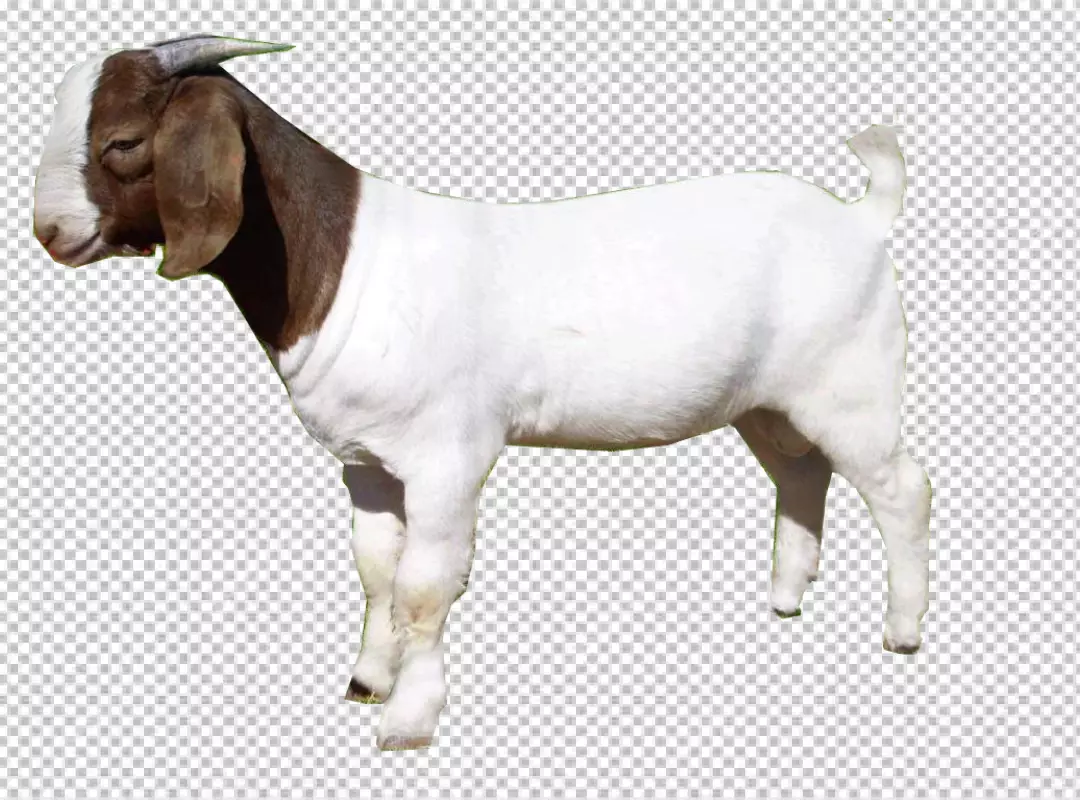 Free Premium PNG Goat is standing at a 45-degree angle to the camera And brown and white goat.