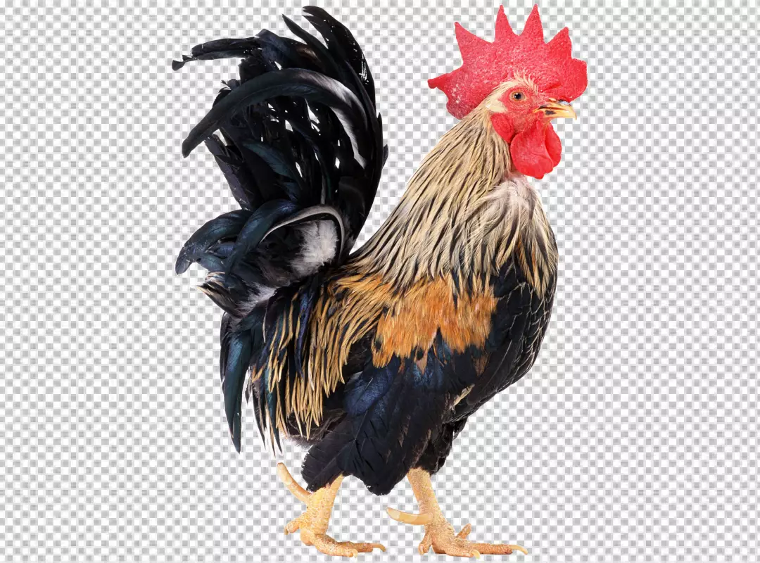 Free Premium PNG Rooster in photorealistic style