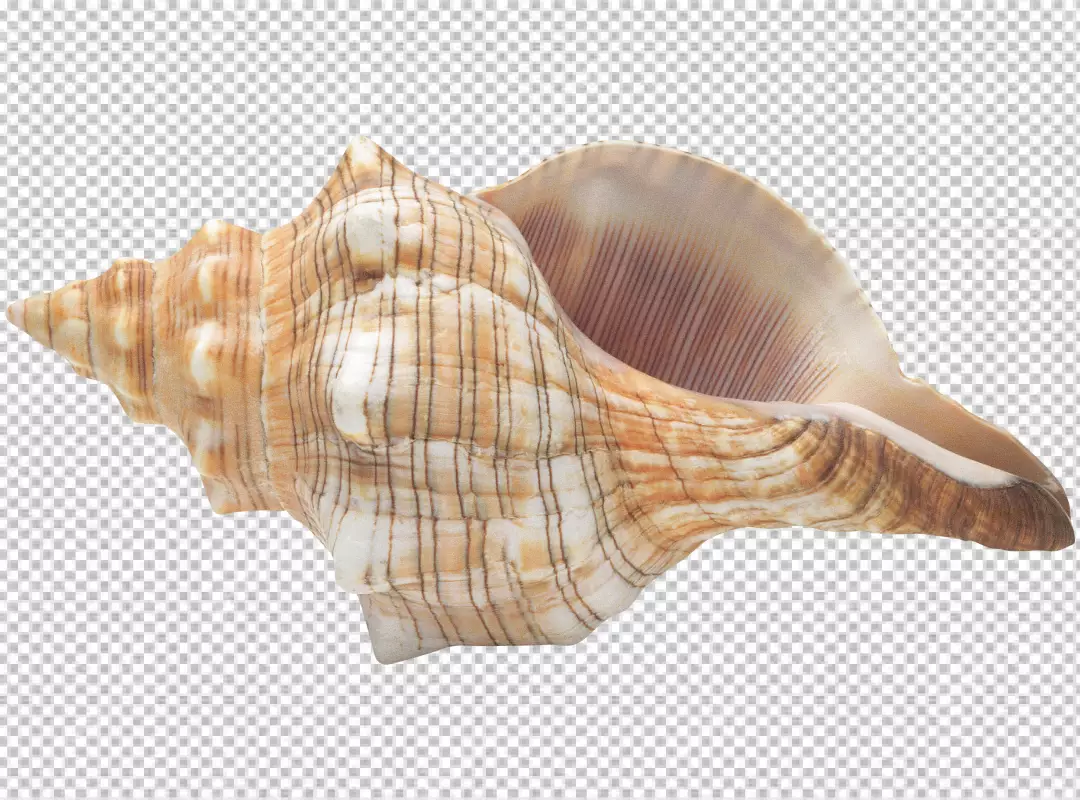 Free Premium PNG Stunning conch shell  
