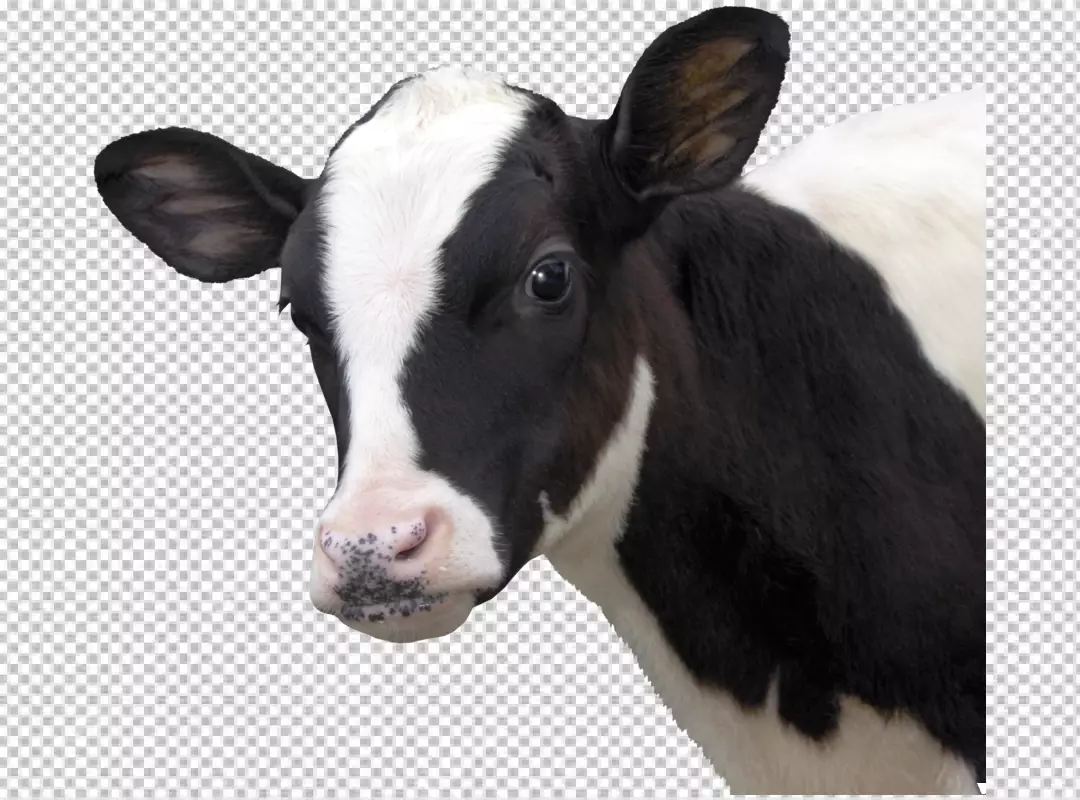 Free Premium PNG A cow a black and white face and a brown background PNG