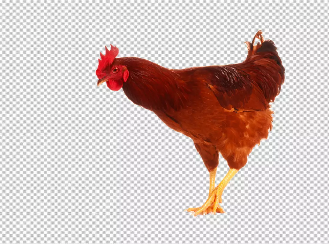 Free Premium PNG Close up on beautiful chicken