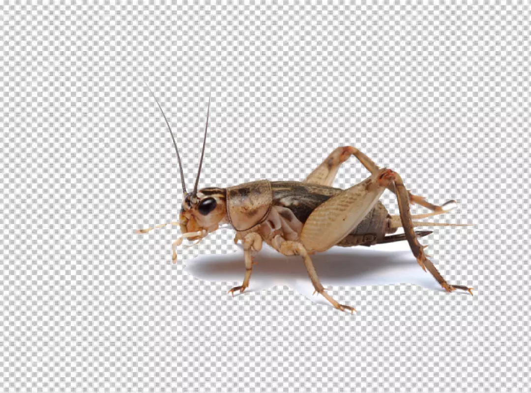 Free Premium PNG Cricket insect perched on a clean white background