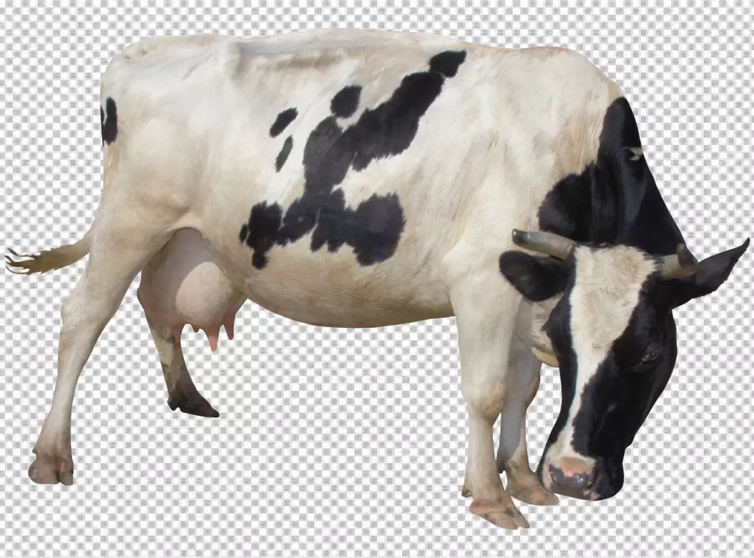 Free Premium PNG Mother cow transparent background png