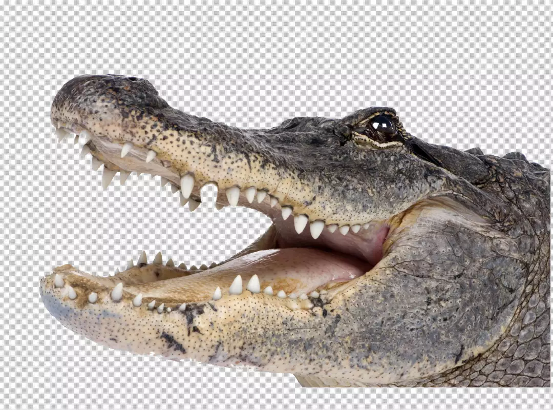 Free Premium PNG American Crocodile Tooth Mouth Transparent PNG