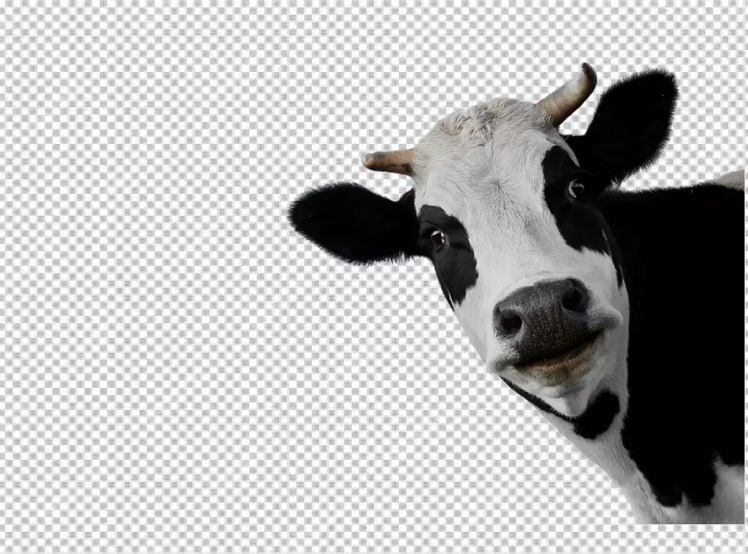 Free Premium PNG Photorealistic view of cows Head