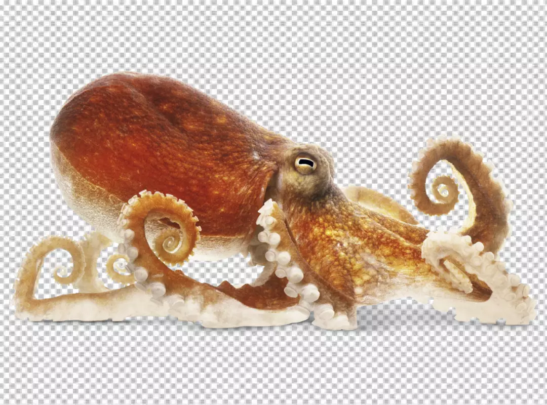 Free Premium PNG A Big Octupus on ground