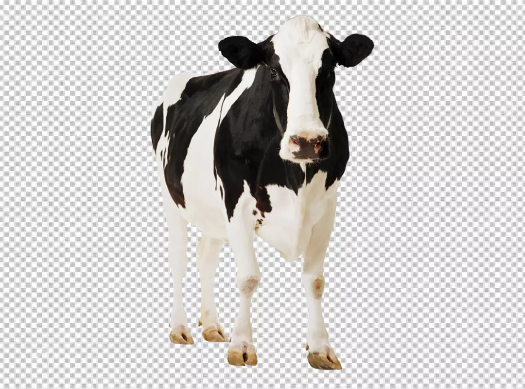 Free Premium PNG milk cow on transparent background