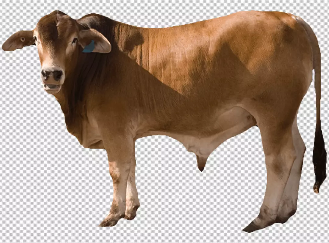 Free Premium PNG cow is standing on a transparent background with