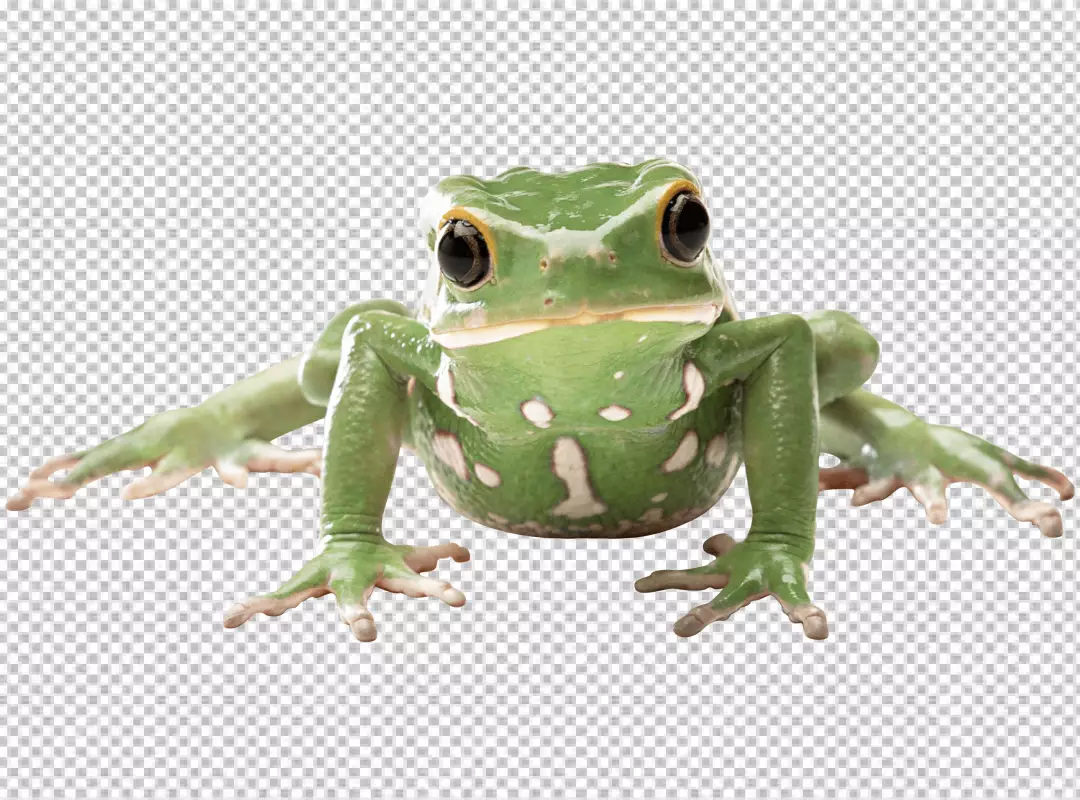 Free Premium PNG A green frog looking ob camara