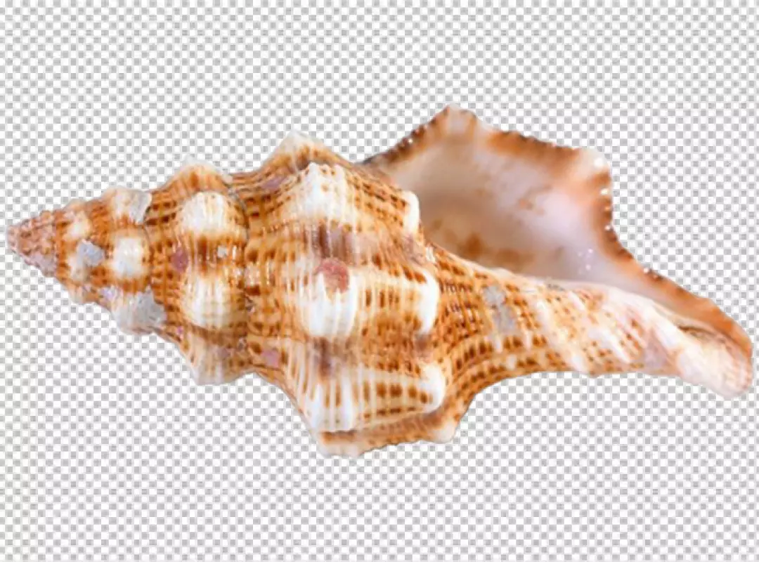 Free Premium PNG PNG Empty seashell isolated on transparent background