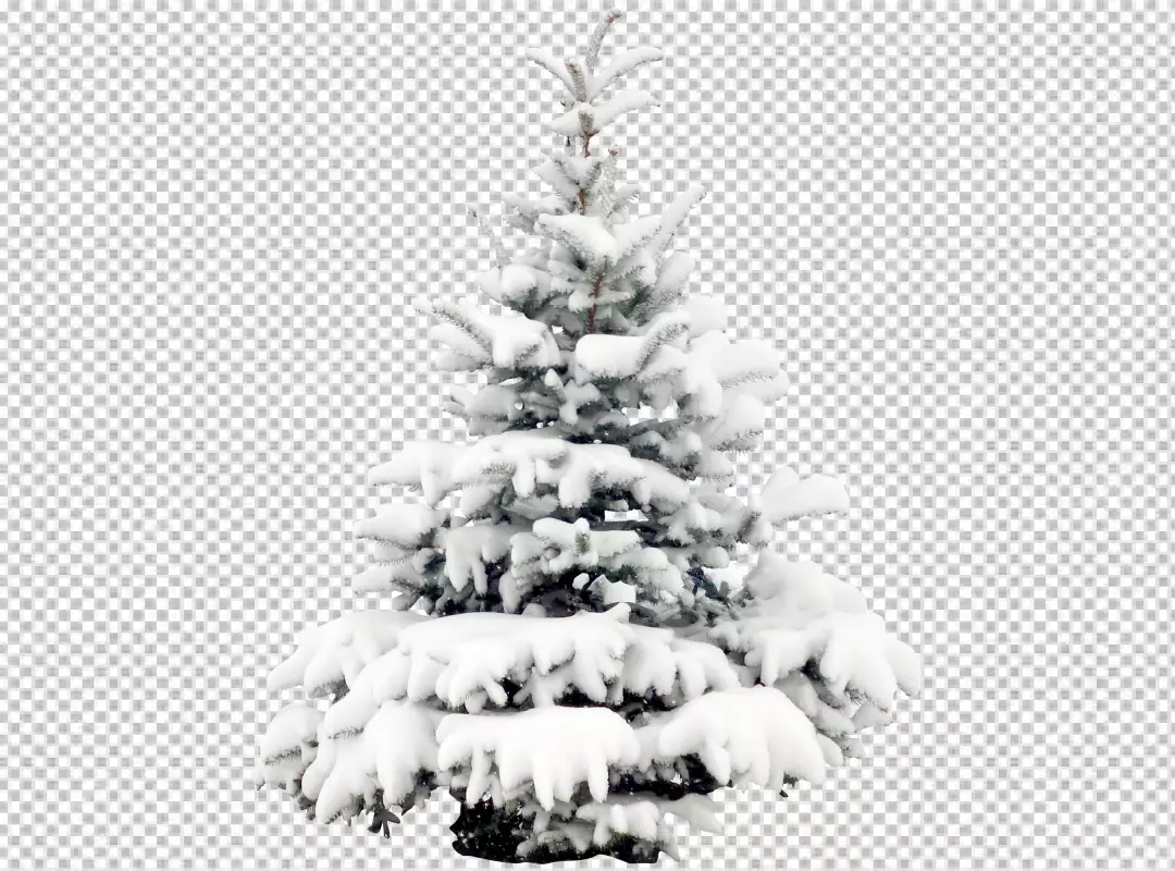 Free Premium PNG Christmas tree covered with snow isolated on white background