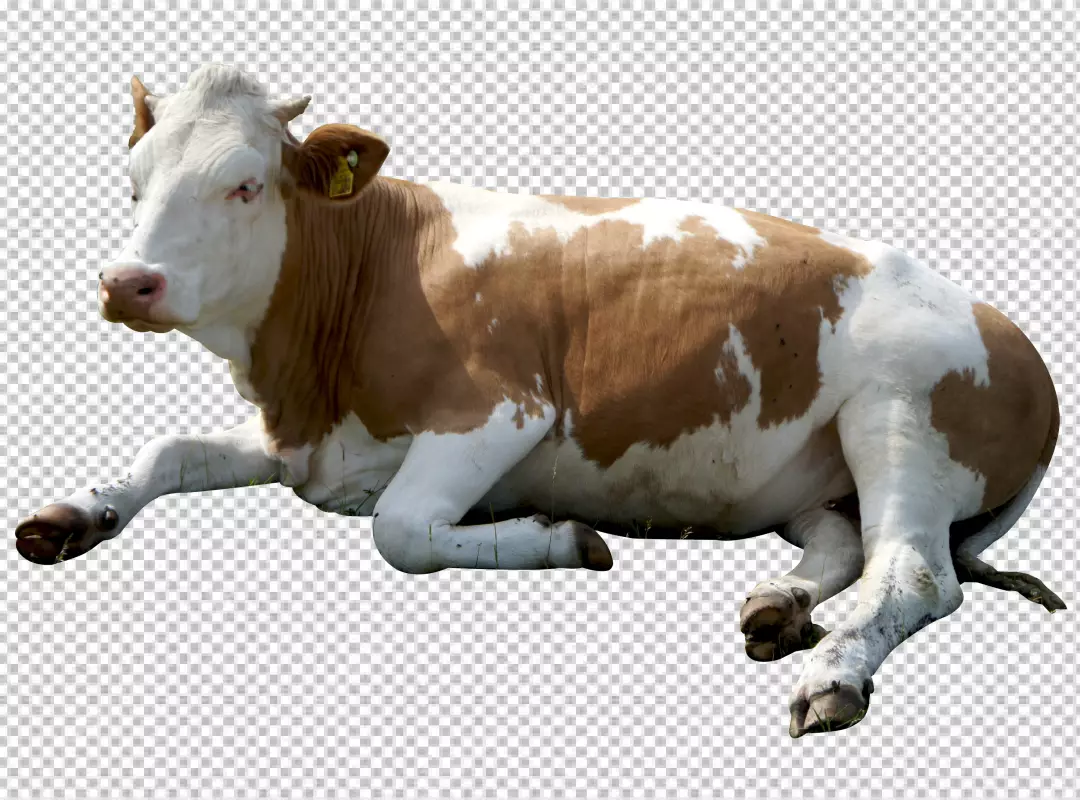 Free Premium PNG Holstein Friesian on transparent background PNG