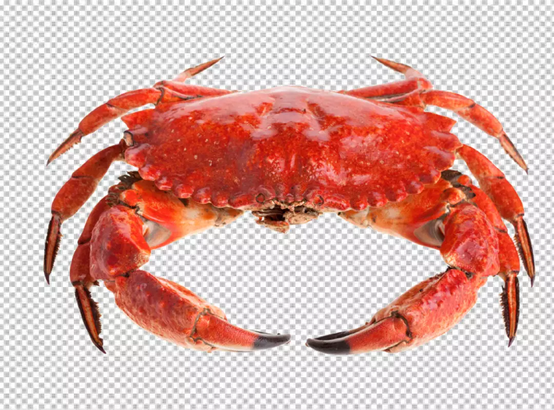 Free Premium PNG A crab with orange and brown coloring 