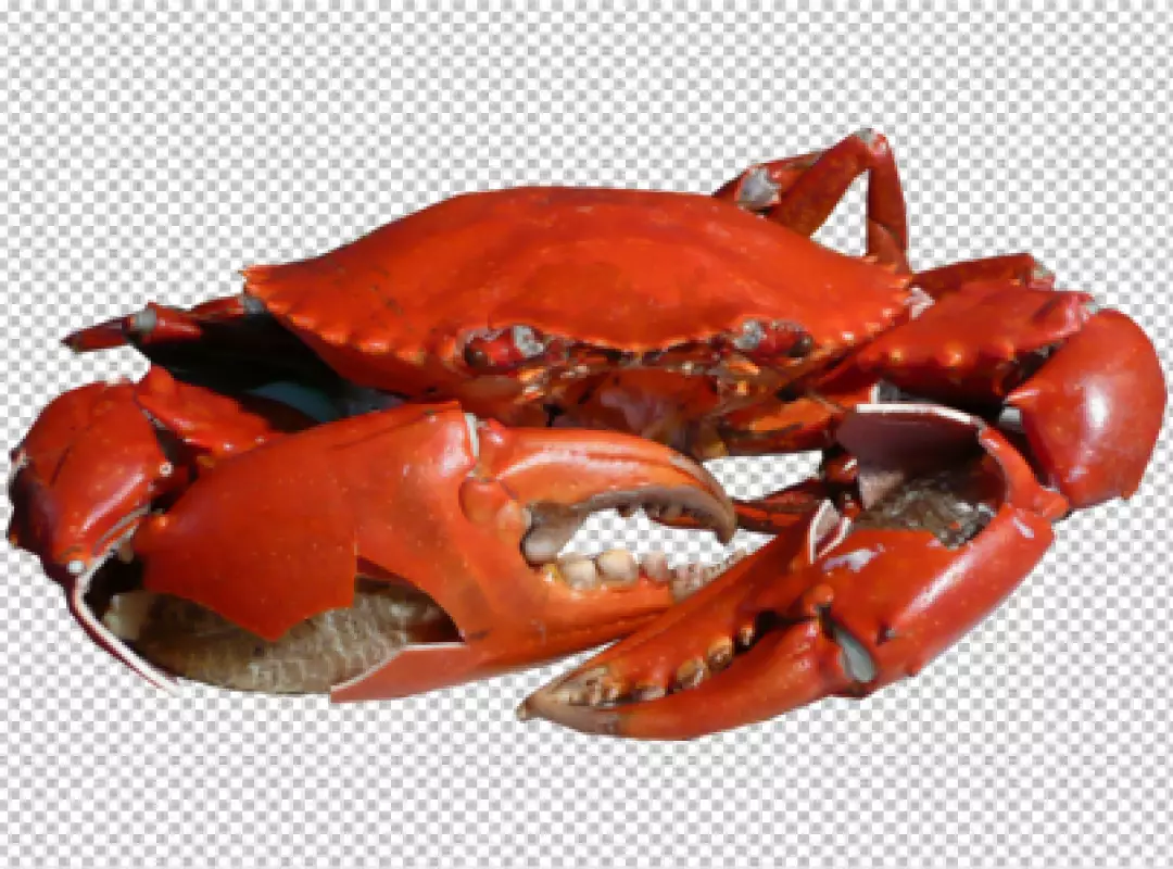 Free Premium PNG A crab with and brown coloring on transparent background