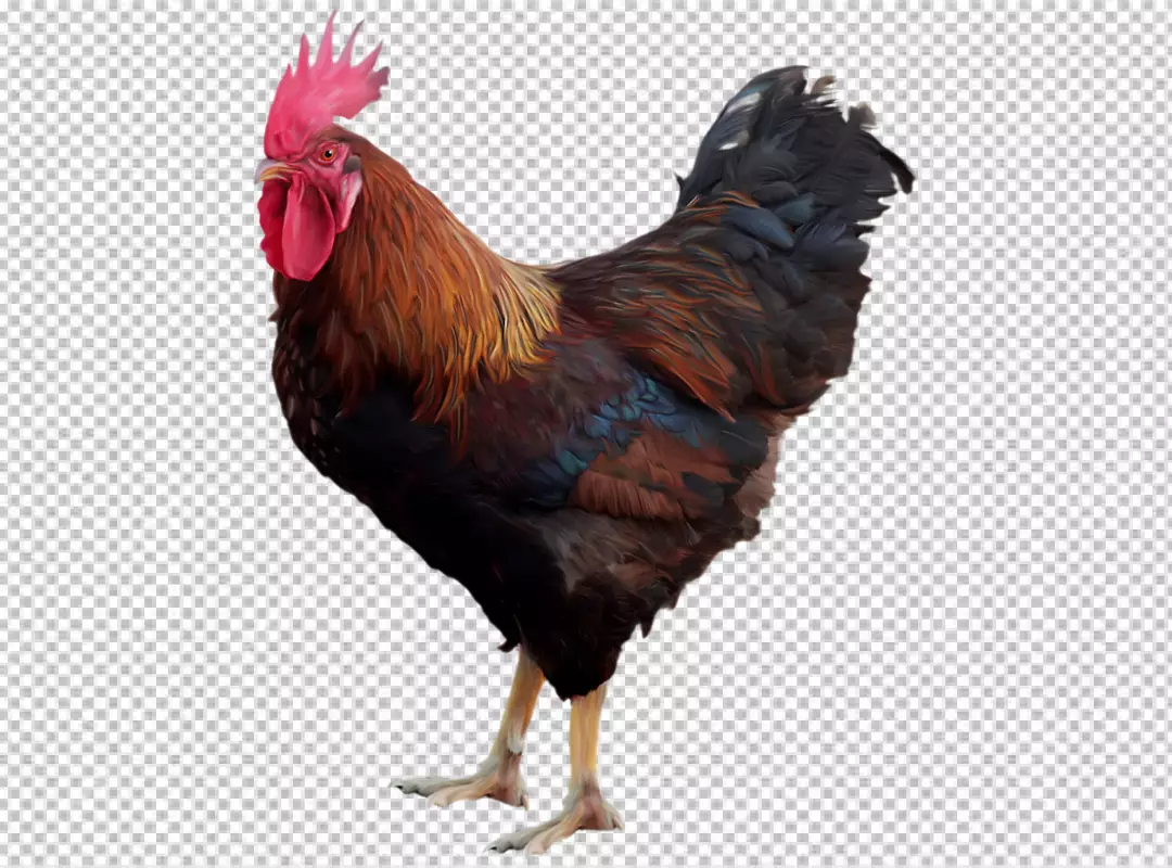 Free Premium PNG Close up on beautiful chicken