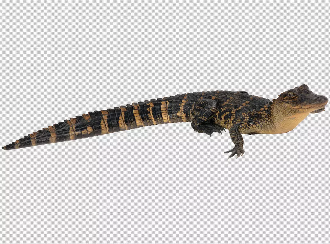 Free Premium PNG Saltwater crocodile isolated on white background 