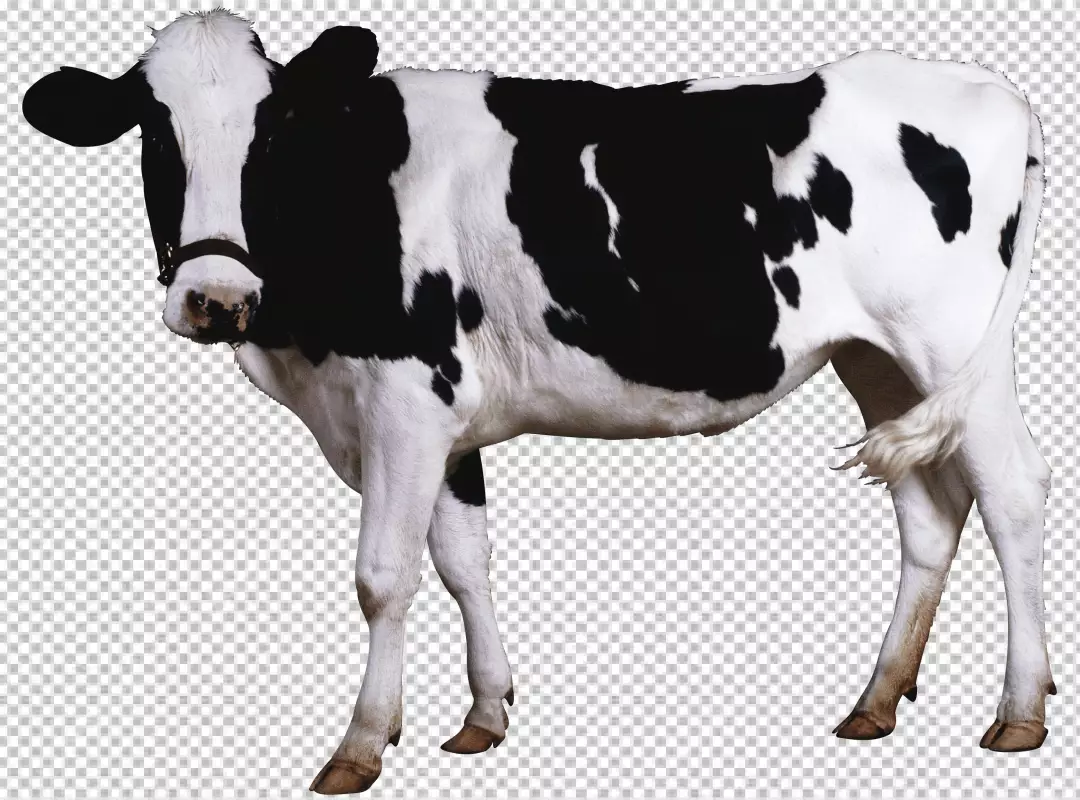 Free Premium PNG Cow isolated on png background