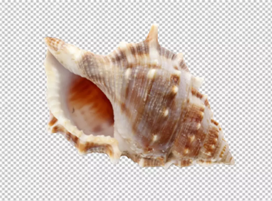 Free Premium PNG Empty seashell isolated on transparent background PNG