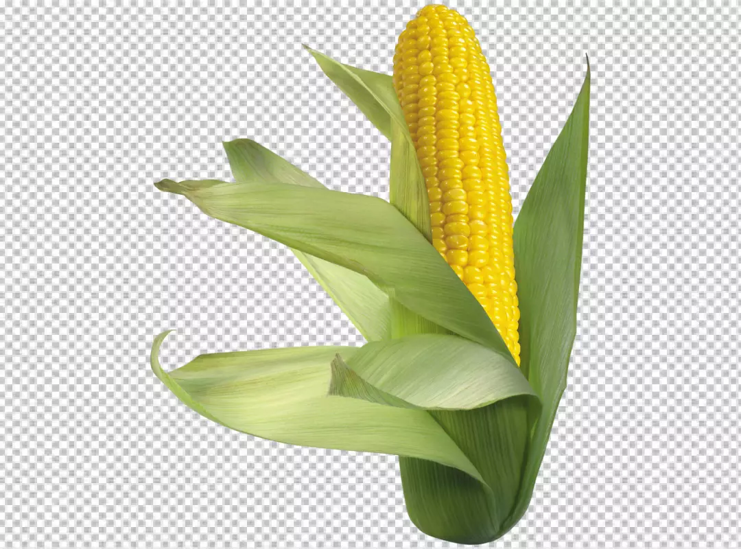 Free Premium PNG Fresh raw corn png isolated on transparent background