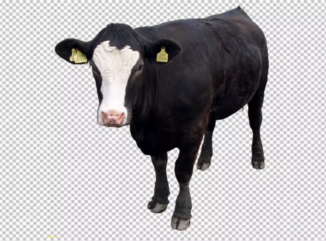 Free Premium PNG A cow with png background