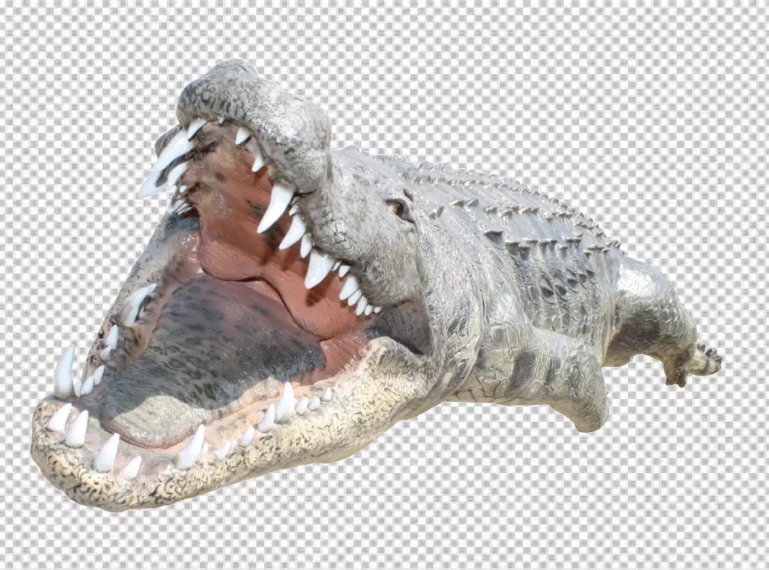 Free Premium PNG Fierce Crocodile Open Mouth on white background