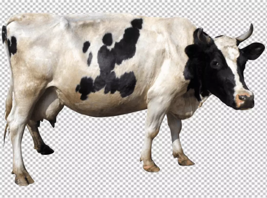 Free Premium PNG A cow is shown with a png background