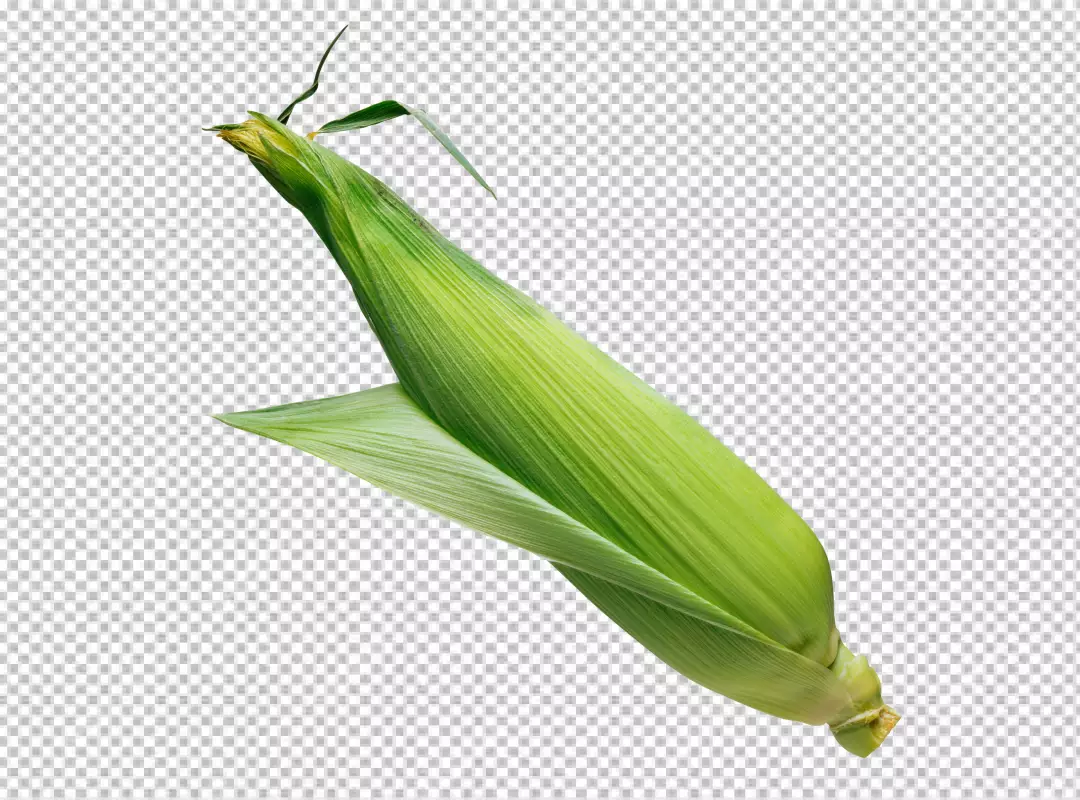 Free Premium PNG Top view of whole and cut corn cobs PNG