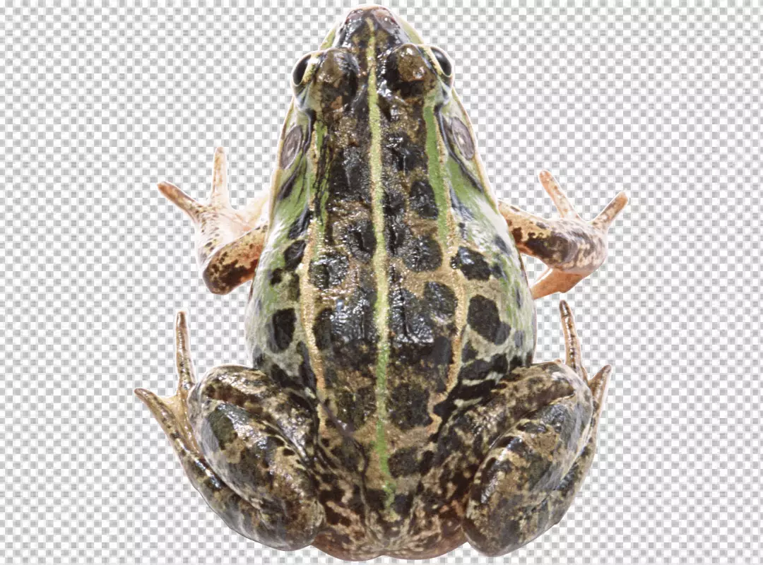 Free Premium PNG A frog viewed from above