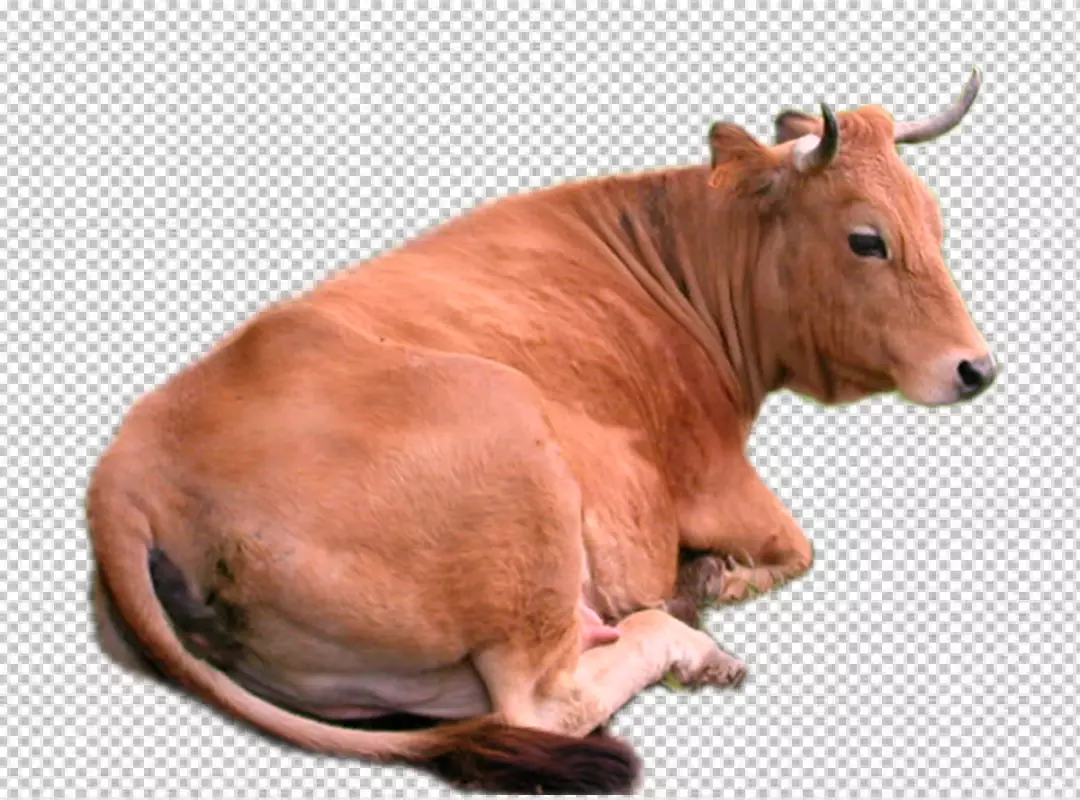 Free Premium PNG Cow isolated on png background PNG