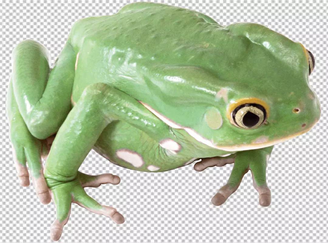 Free Premium PNG frog is facing the camera at a 45-degree angle and frog's body is a bright green color, and its belly is a lighter shade of green