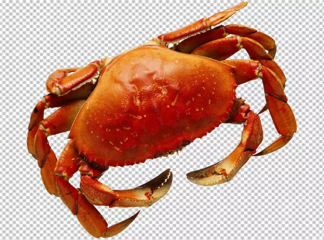 Free Premium PNG Crab on transparent background