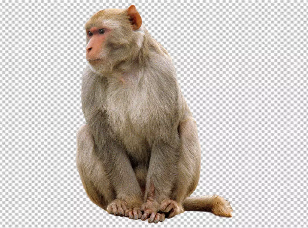 Free Premium PNG Monkey is sitting on the ground, facing to the left of the viewer