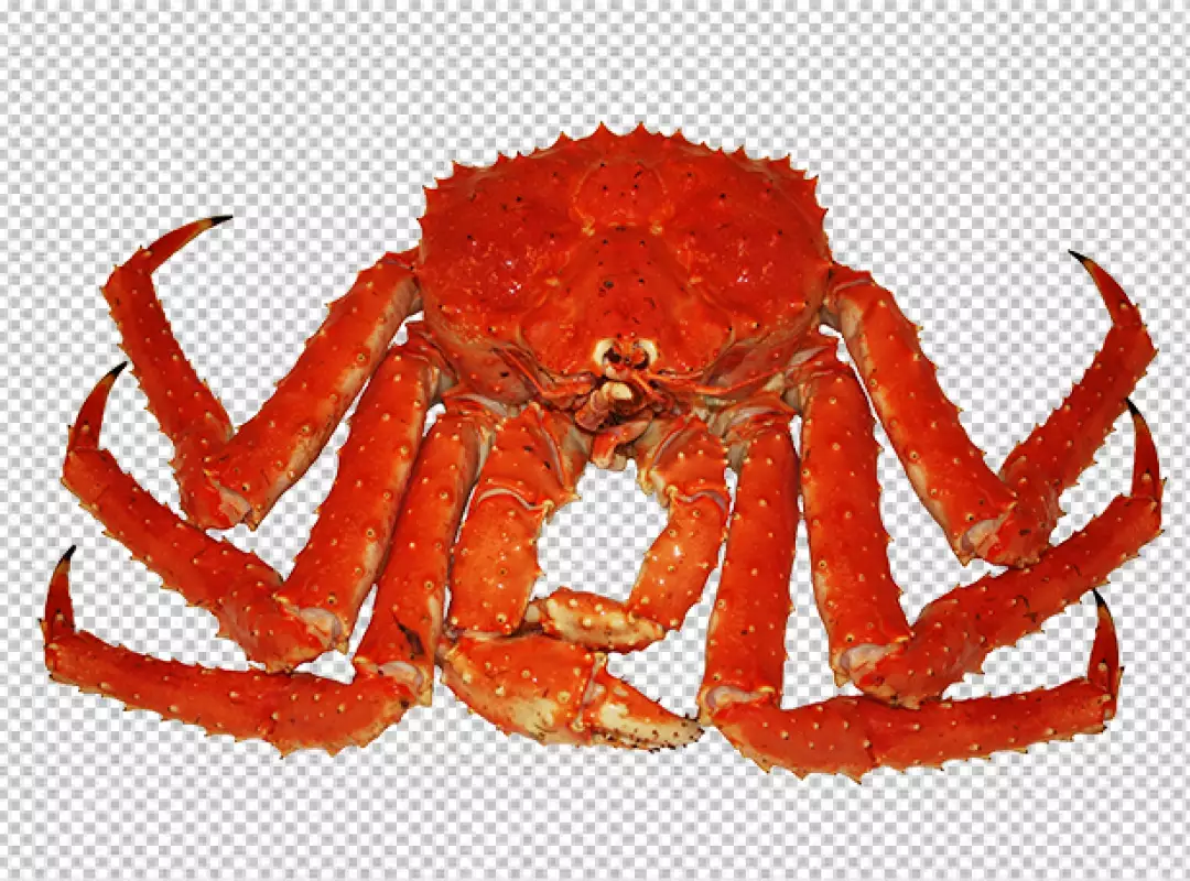 Free Premium PNG dolphin lobster crab and shrimp