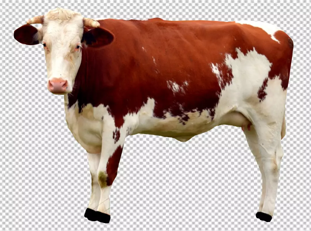 Free Premium PNG Cow transparent background