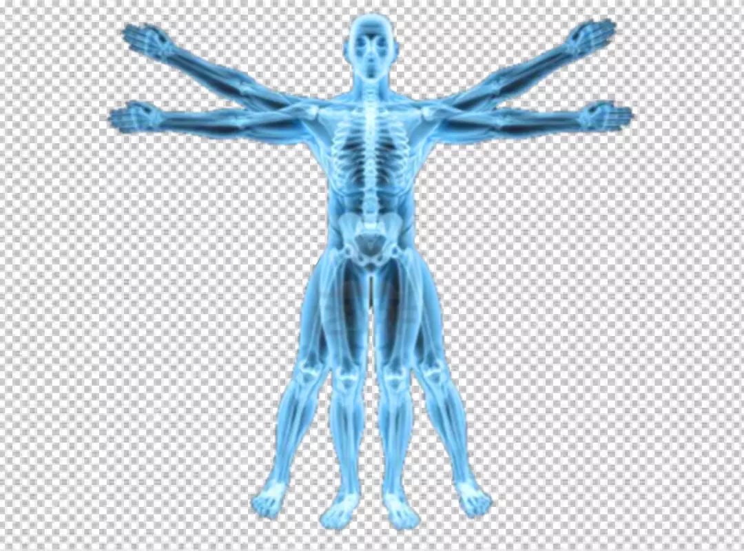 Free Premium PNG Vitruvian Man with Skeletal Overlay or Human Anatomy in Vitruvian Pose