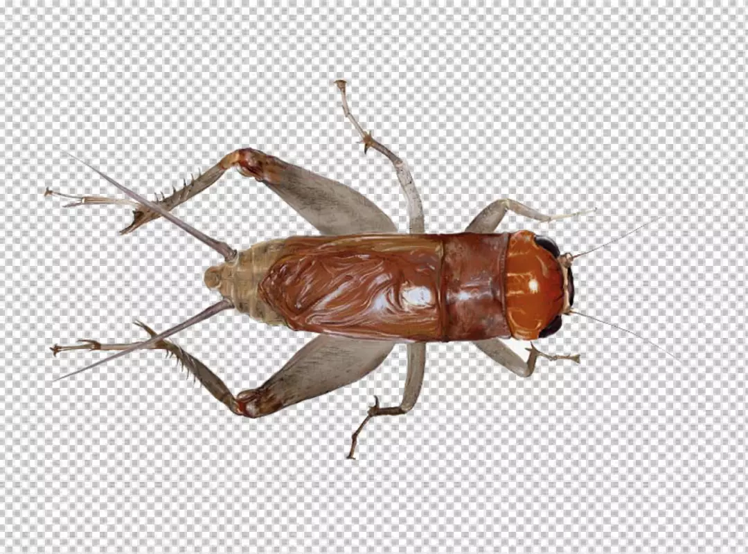 Free Premium PNG Cricket insect top view white background