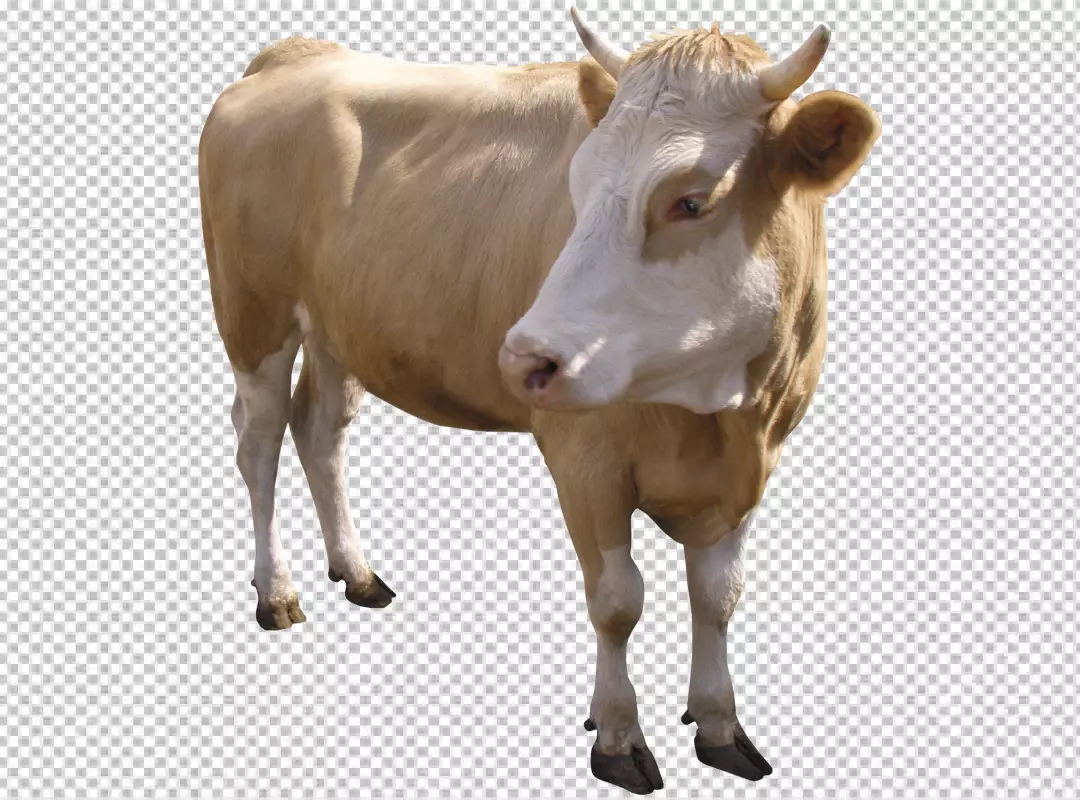 Free Premium PNG White color cow transparent background PNG