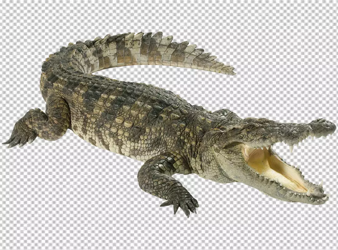 Free Premium PNG Aggressive Crocodile with transparent background