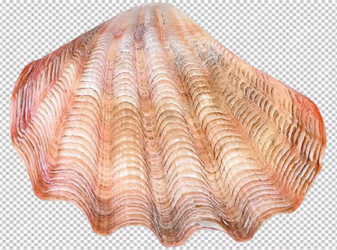 Free Premium PNG seashell isolated on transparent background