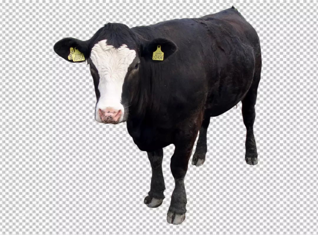 Free Premium PNG A cow with a black and white face and  transparent background 